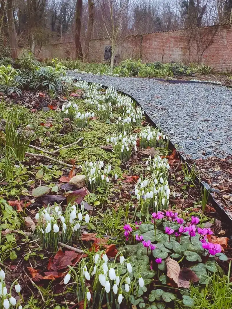 Snowdrops And Cyclamen