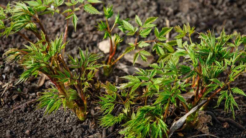 Astilbe Fresh Shoots Struggle In Cold Snaps