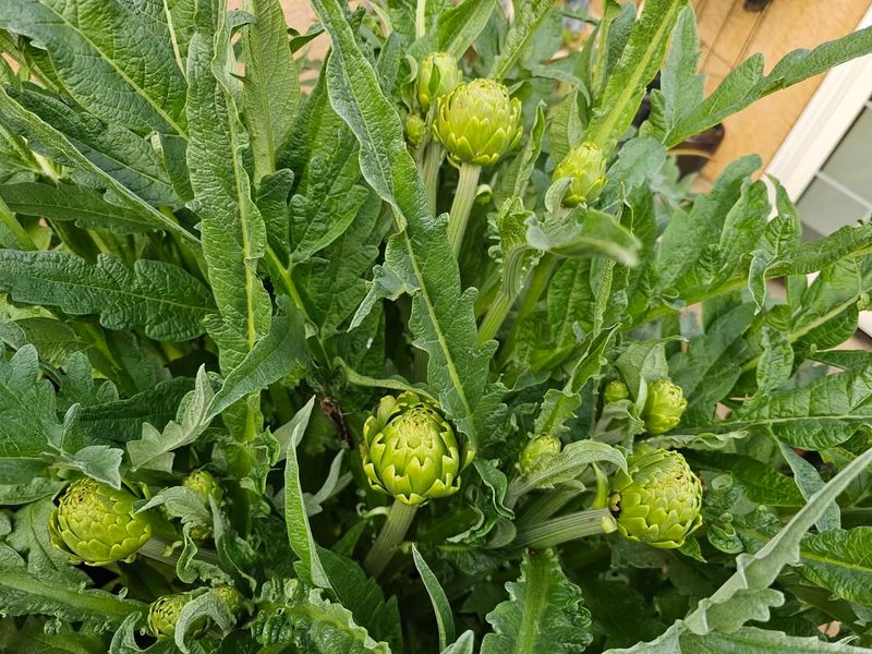 Artichokes (Cynara scolymus)