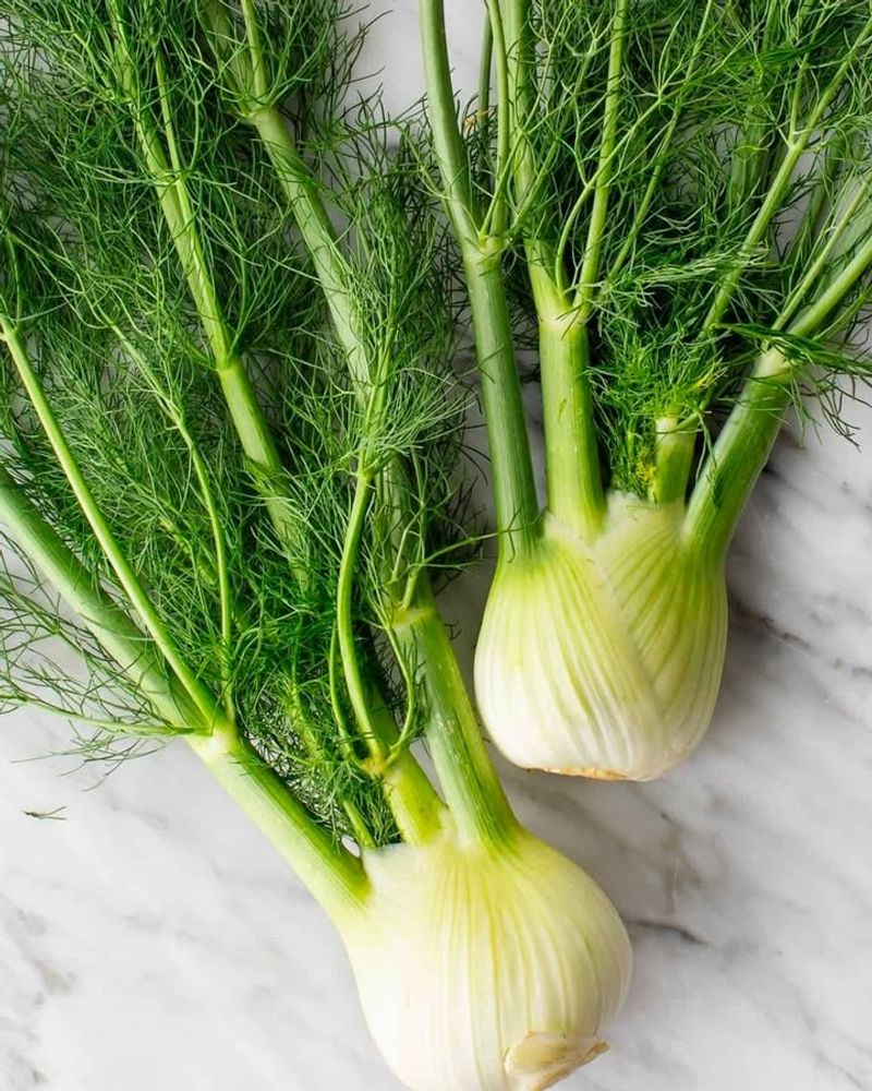 Fennel (Foeniculum vulgare)