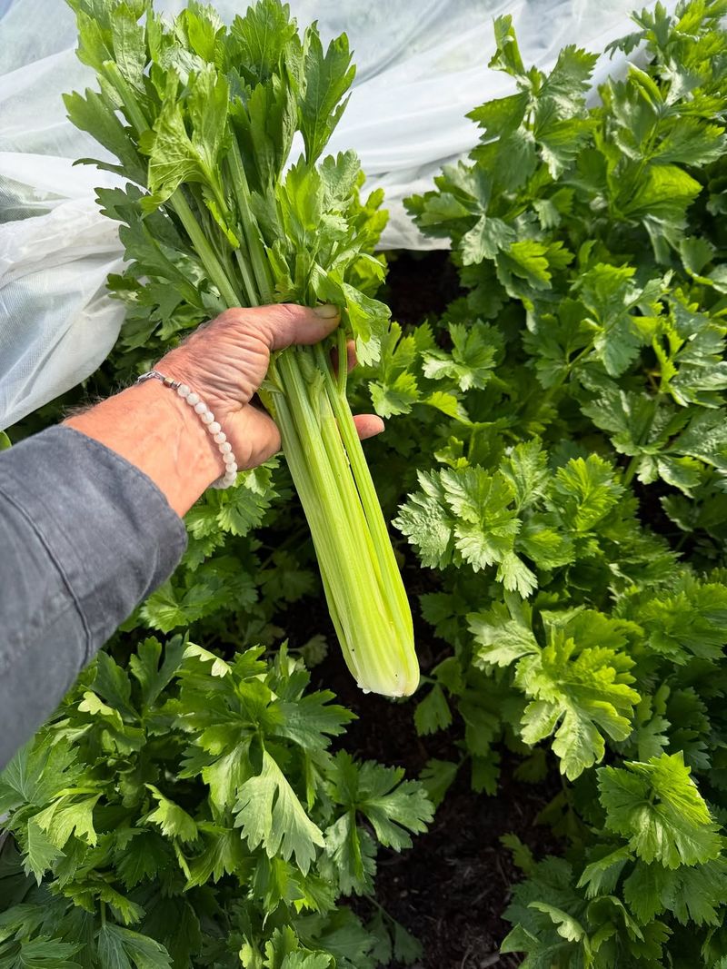 Celery Is Slow And Difficult Early