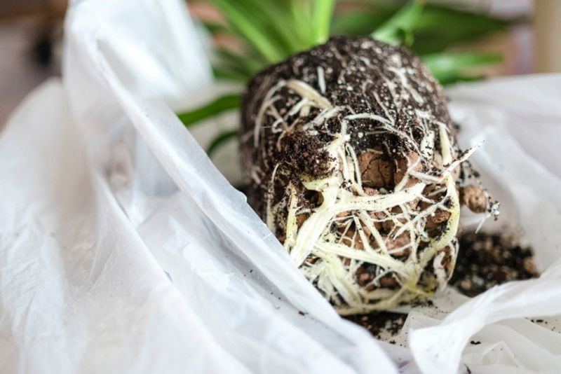 Roots Remain Firm And White Or Cream Colored