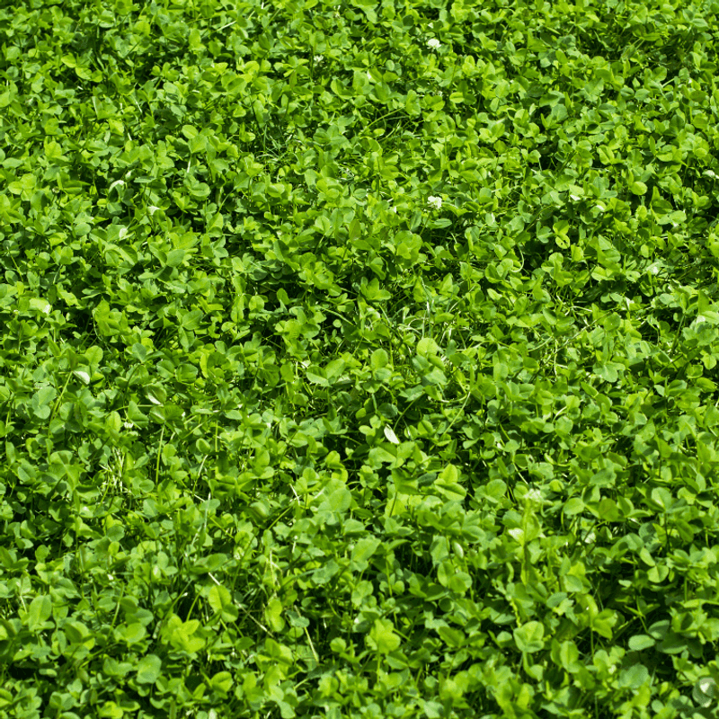 Clover Lawn