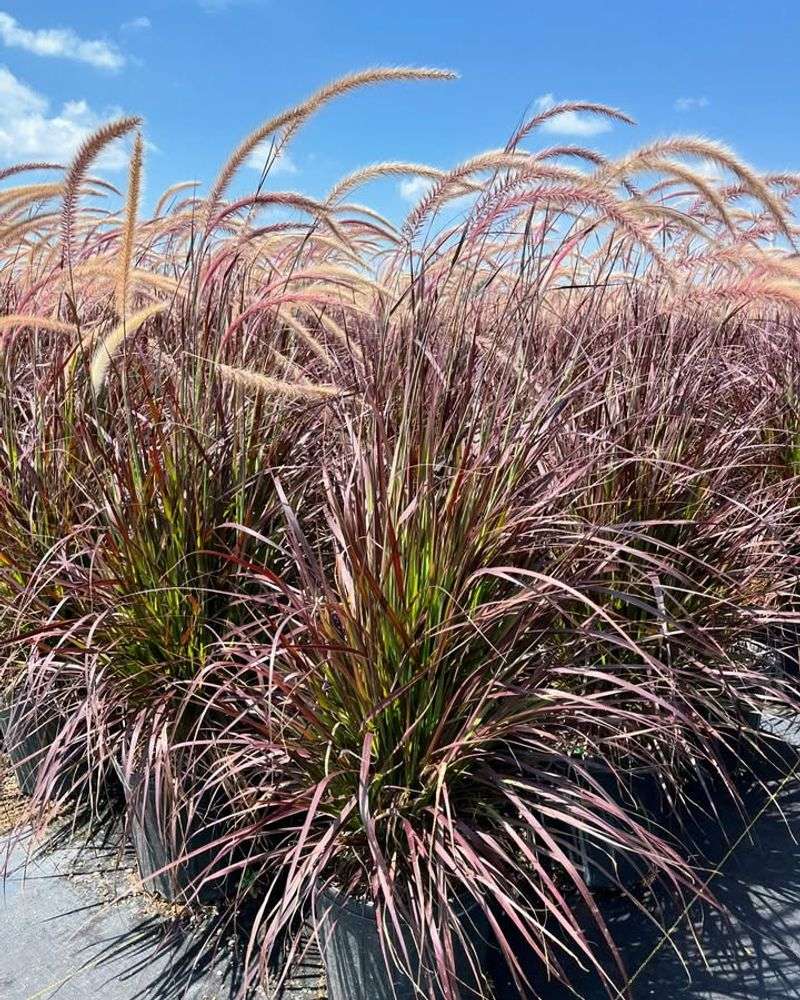 Fountain Grass Might Look Soft And Decorative But It's Banned In Arizona