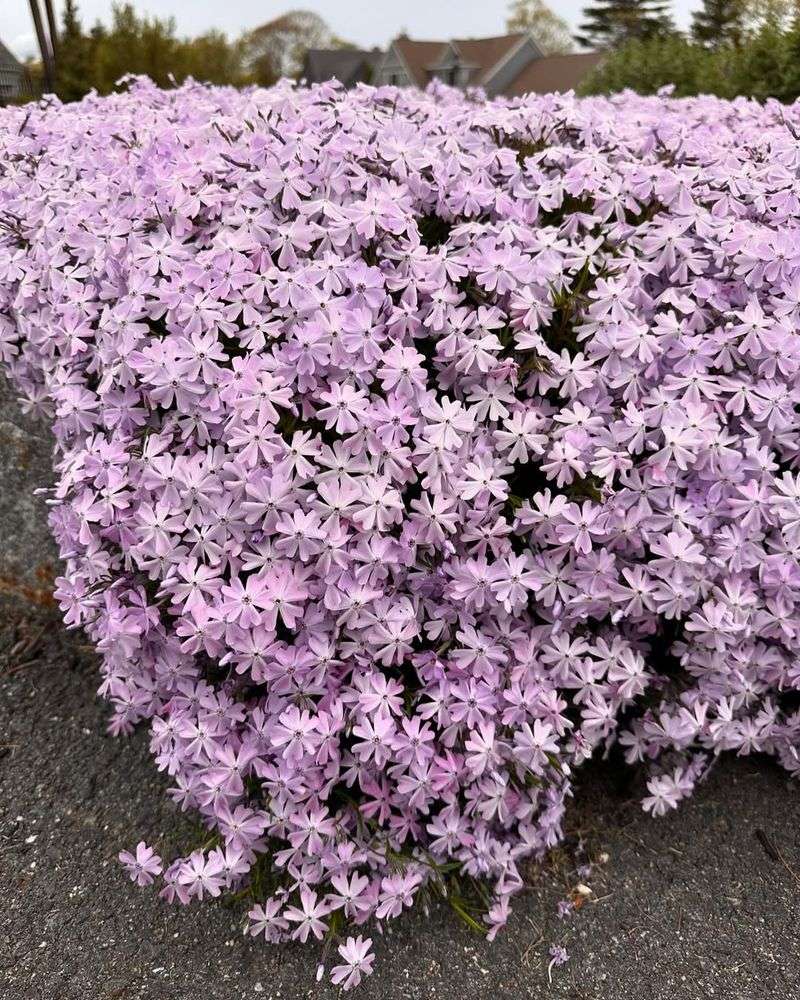 Creeping Phlox (Phlox subulata)