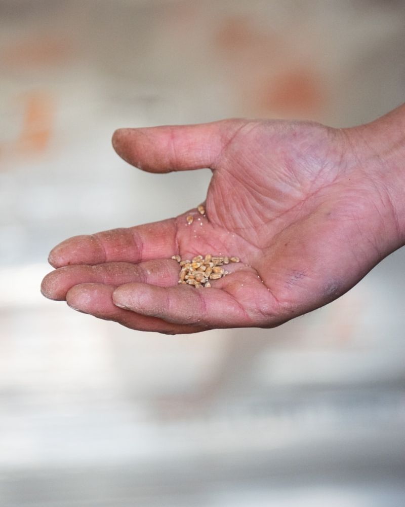 Start From Seed Instead Of Buying Transplants