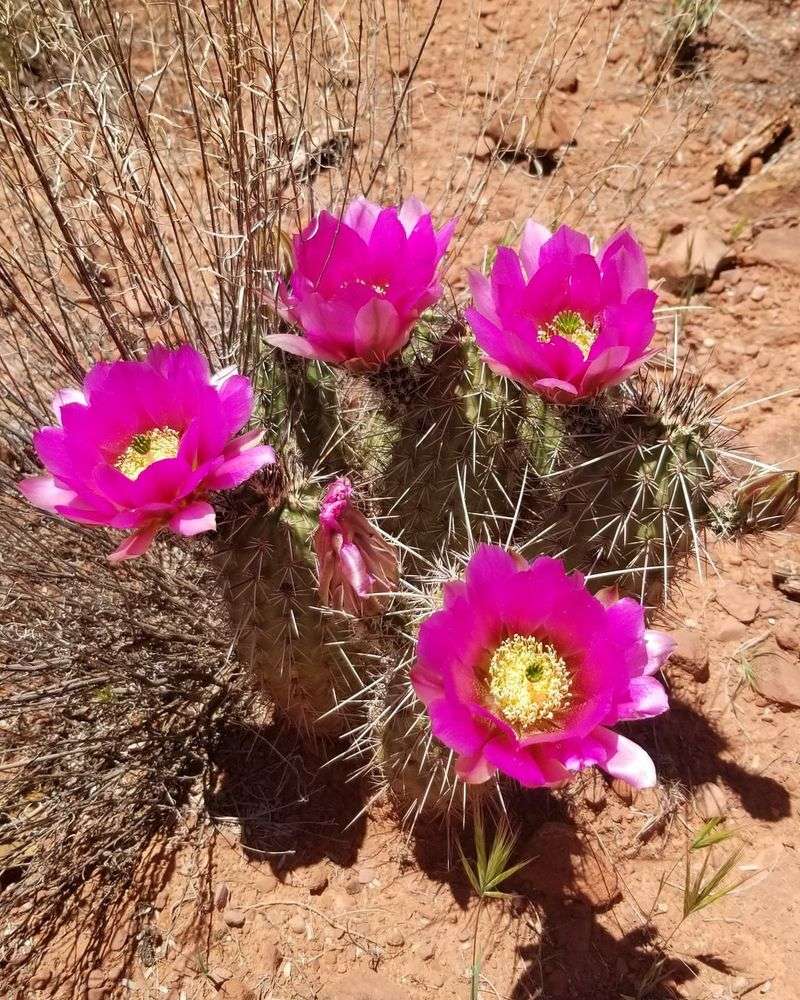 Spring Blooms That Stop You In Your Tracks