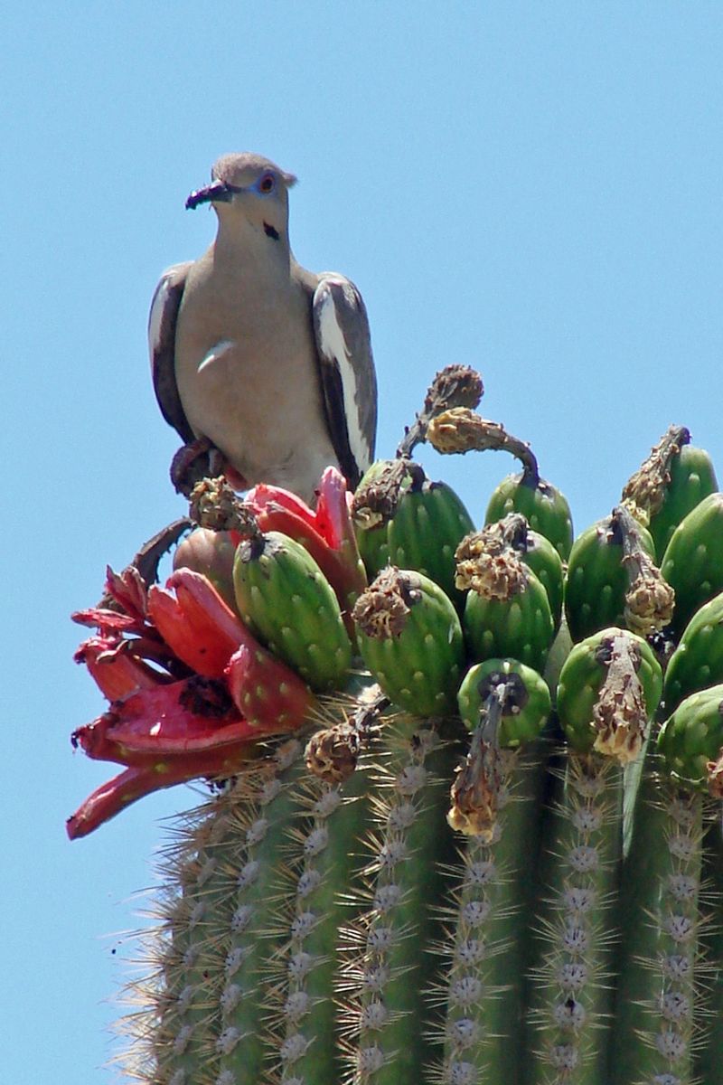 Native Habitat Supports Birds, Bats, And Pollinators
