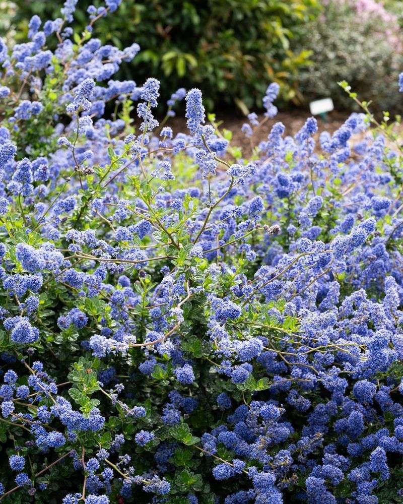 Drought-Tough And Water-Wise