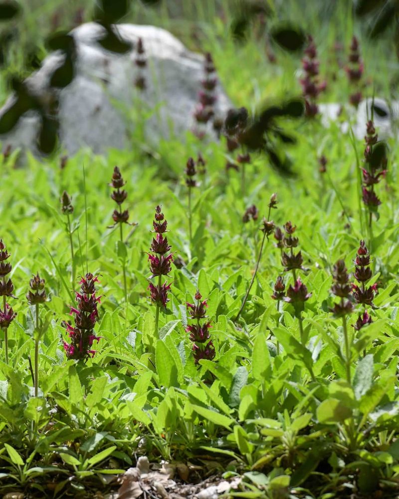 Drought-Tough Once Established