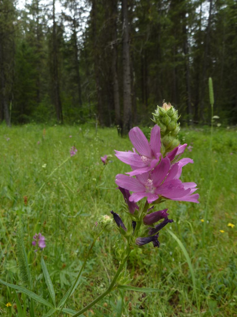 A Pollinator Magnet In Bloom