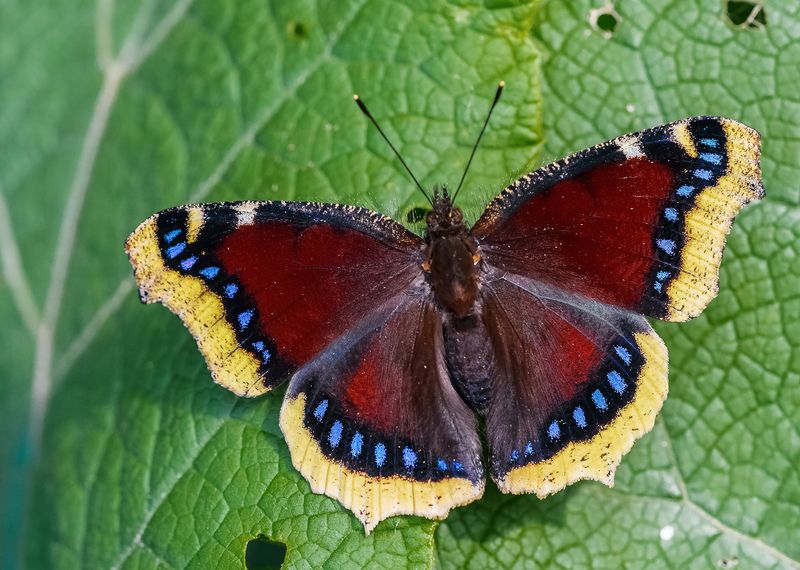 Mourning Cloak Butterflies Appear On Warm Late Winter Days