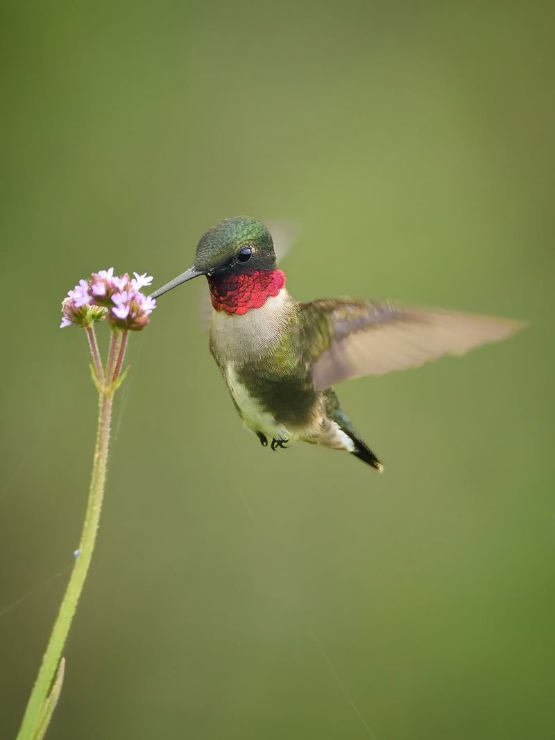 Ruby Throated Hummingbirds Arrive In Early May
