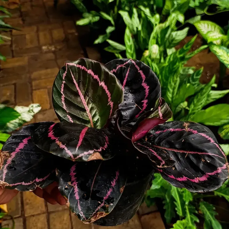 Calathea Black Rose