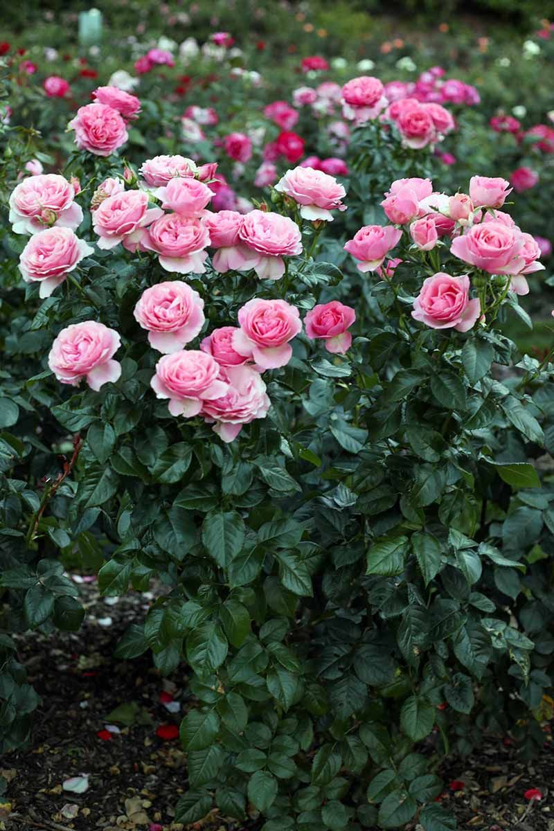 Rose Bushes (Rosa spp.)