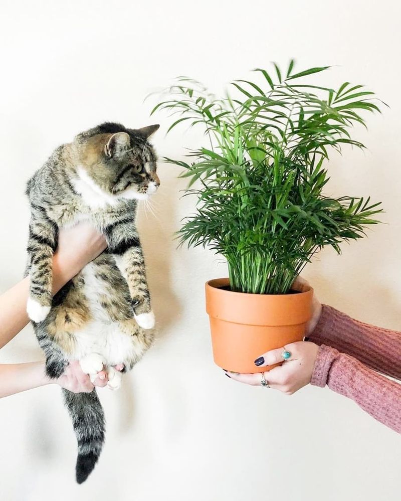 Parlor Palm Brings A Lush Feel And Is Safe For Arizona Homes With Cats