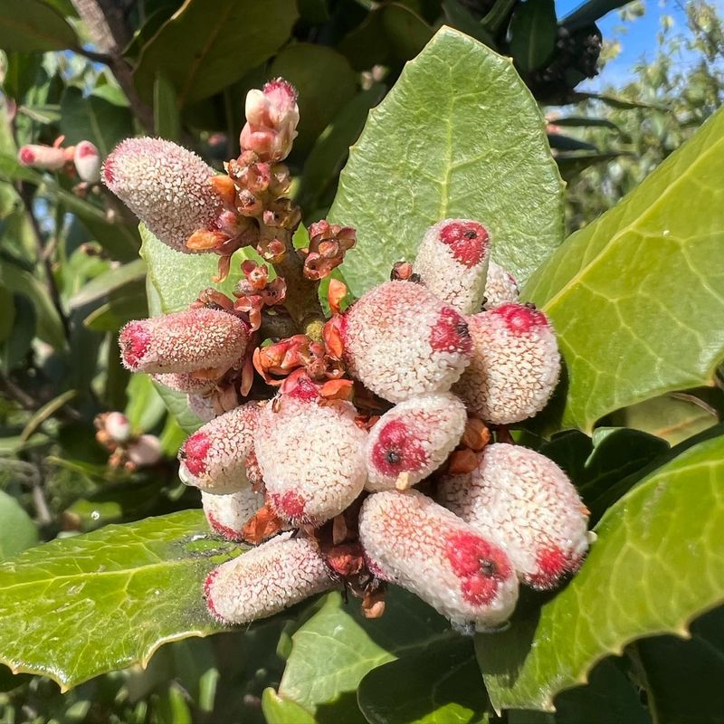 Lemonade Berry (Rhus integrifolia)