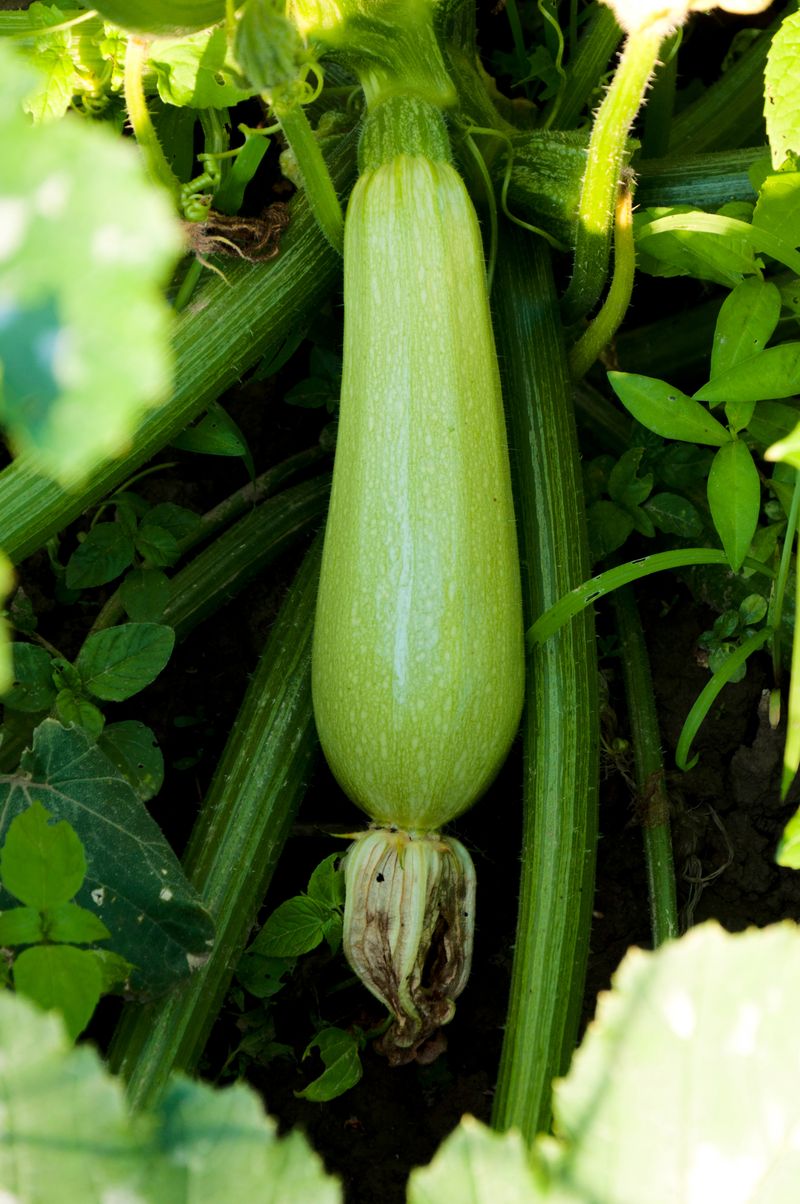 Squash (Summer Squash And Zucchini)