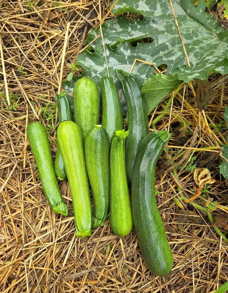 Zucchini