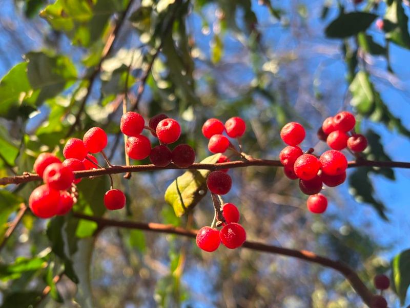 Autumn Olive: Aggressive Habitat Invader