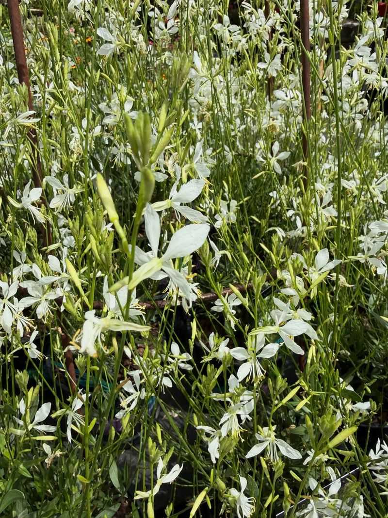 White Gaura Brings Airy White Flowers That Handle Desert Heat
