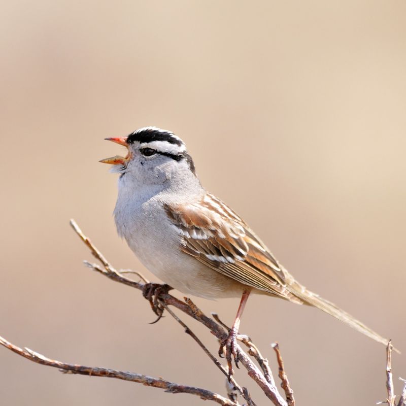 White-crowned Sparrow