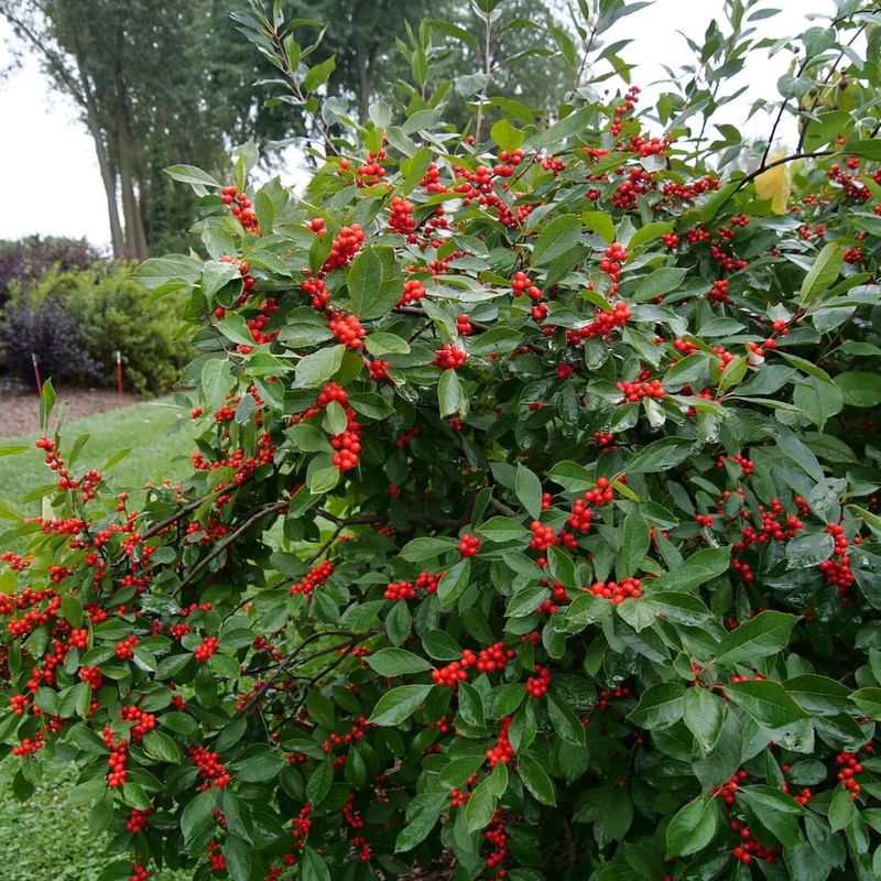 Male And Female Holly Trees Play Different Roles