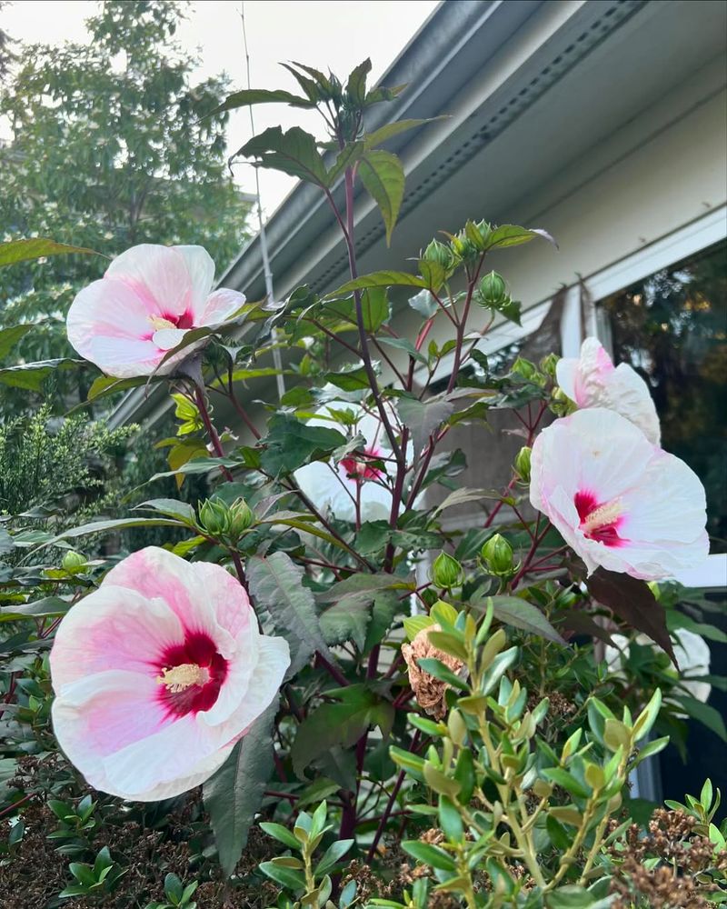 Extra Height Adds Structure To Landscaping