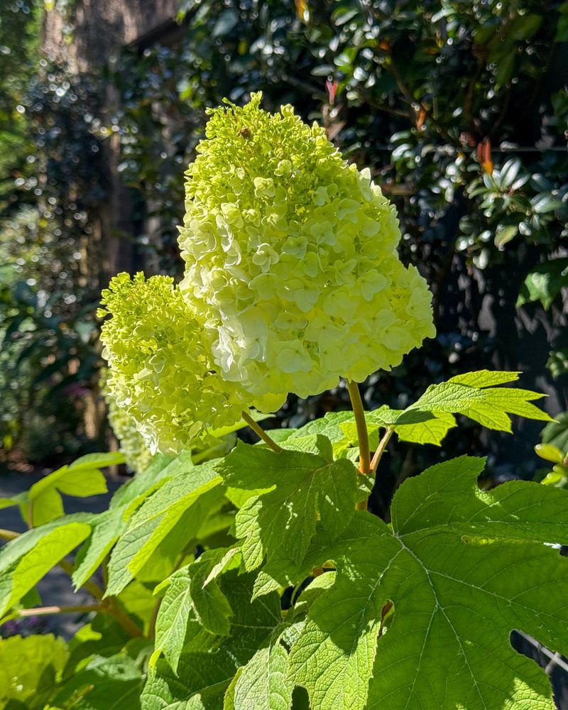 Spring Blooming Hydrangeas Set Buds Too Early