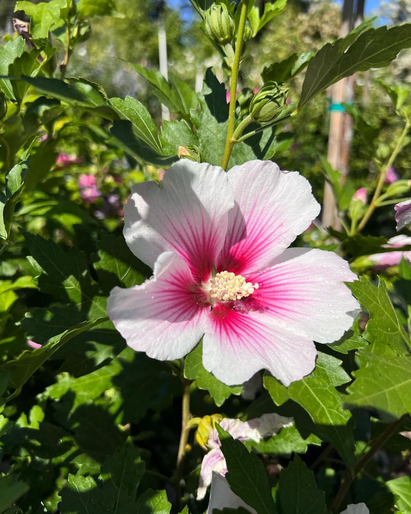 Rose Of Sharon (Hibiscus Syriacus)