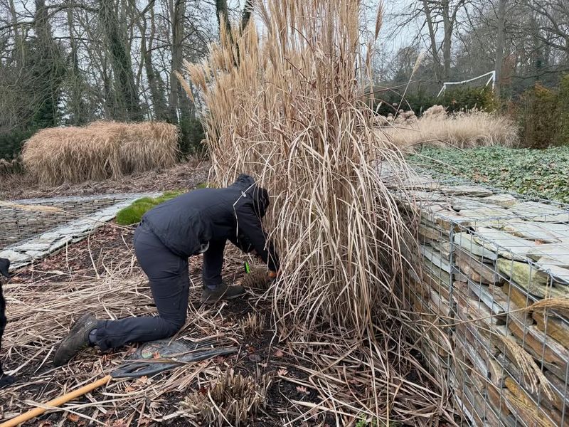 Ornamental Grasses (Cut Back Before New Growth)