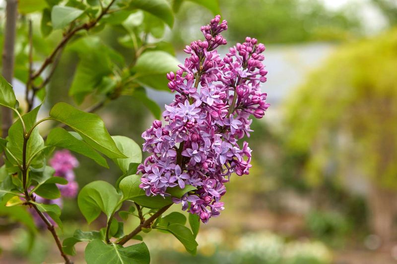 Lilac (Syringa Vulgaris)