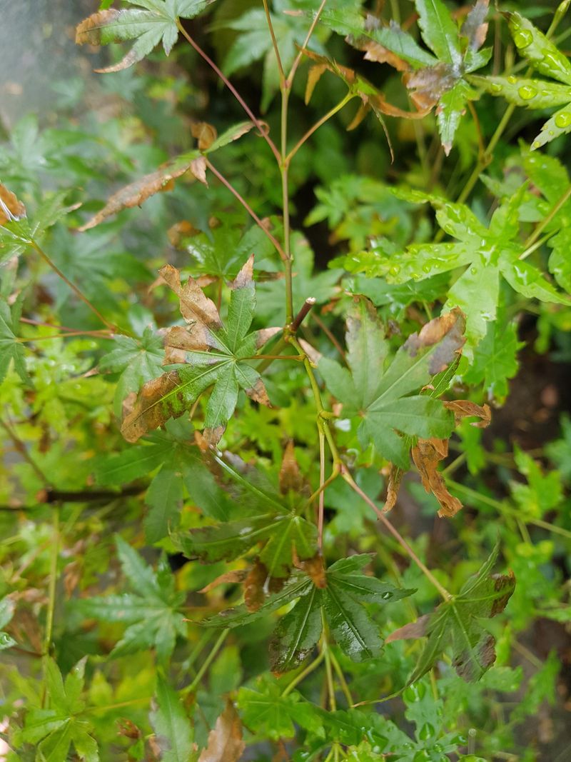 Japanese Maples Suffered Bud And Tip Damage