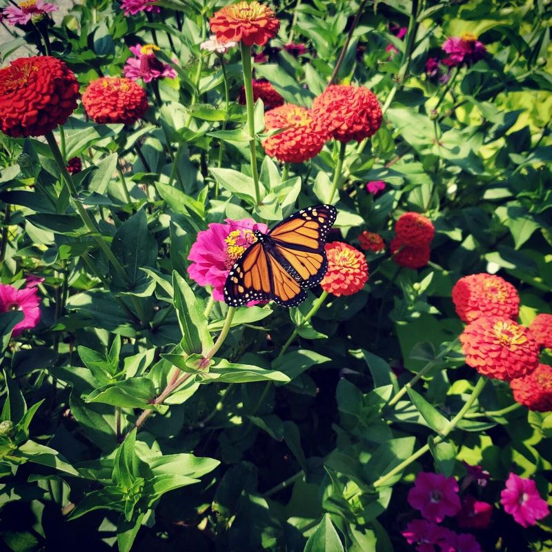 Zinnias Provide Bright Color And Easy Nectar Access