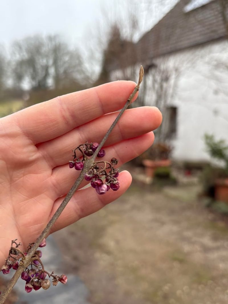 Beautyberry Can Be Cut Low For Stronger Spring Growth