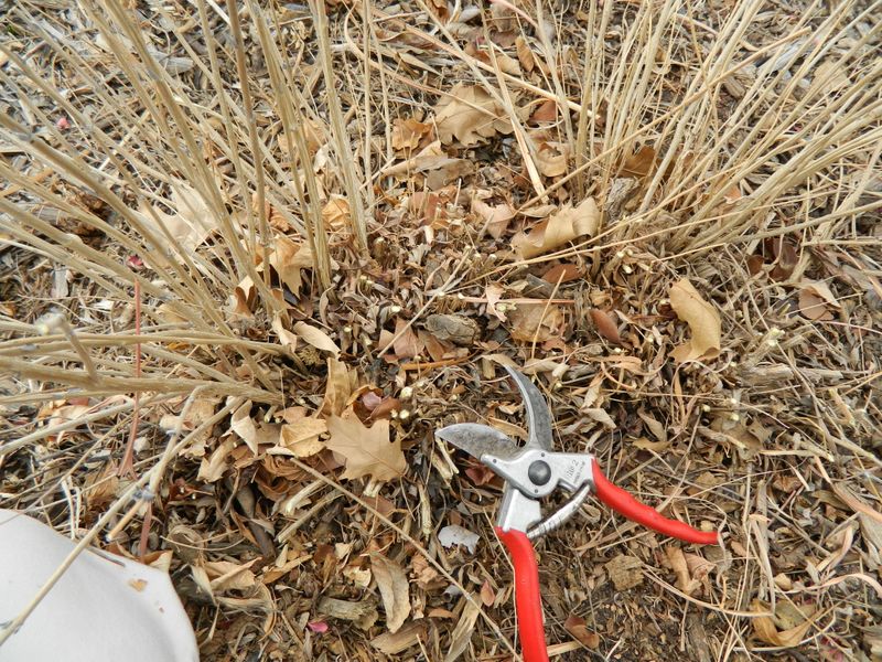 Bluebeard (Blue Mist Spirea)