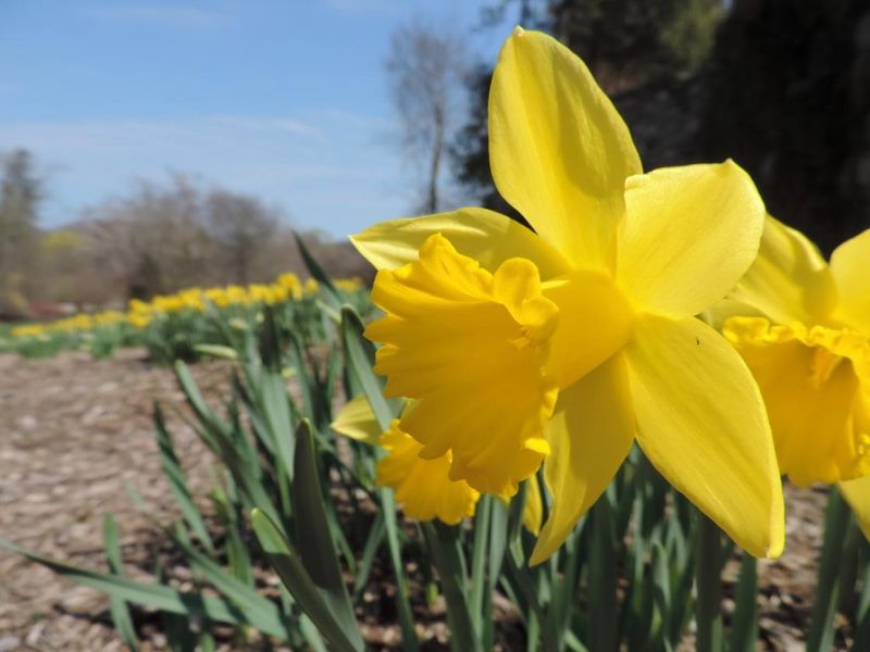 Spring Daffodil Displays