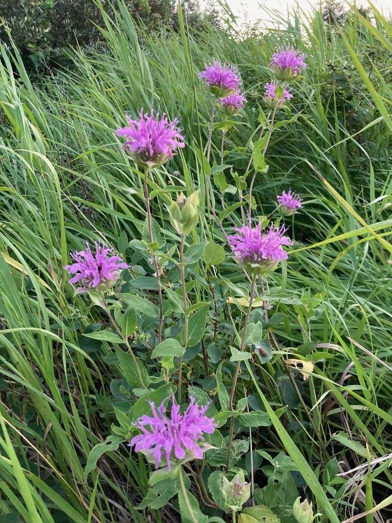 Wild Bergamot And Ohio Spiderwort
