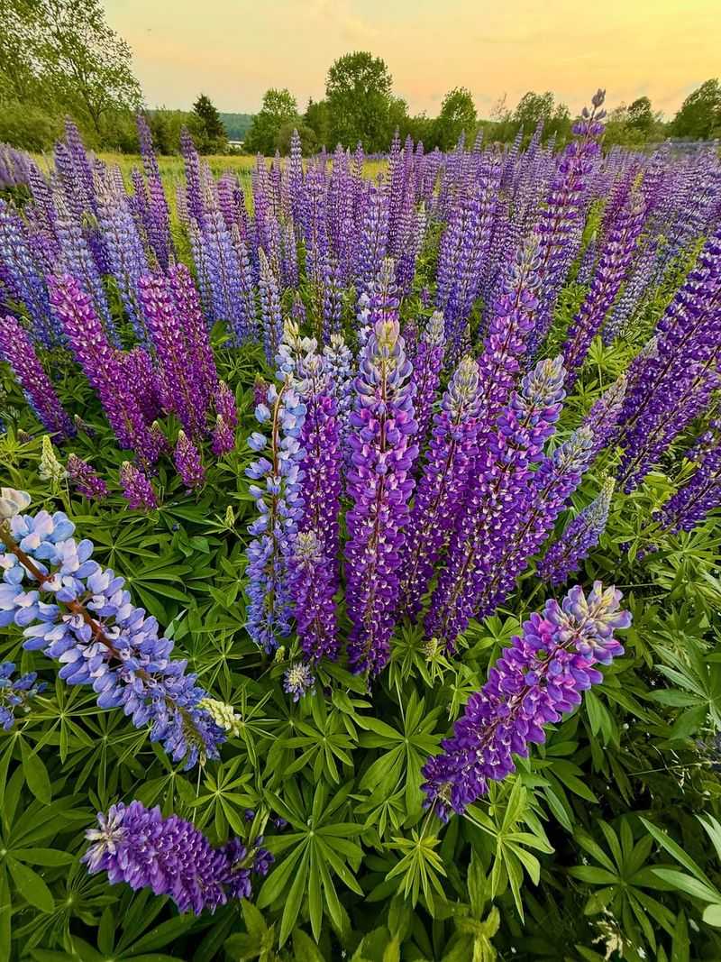 Wild Lupine (Lupinus Perennis)