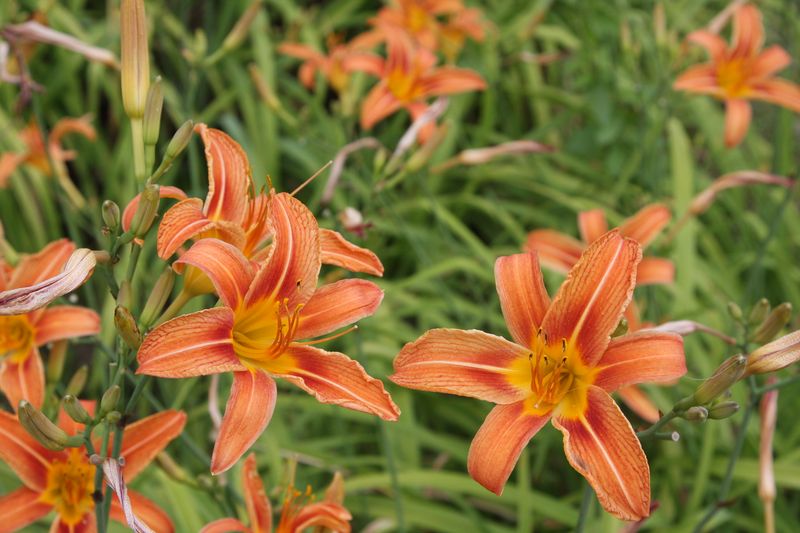 Orange Daylily (Hemerocallis Fulva)
