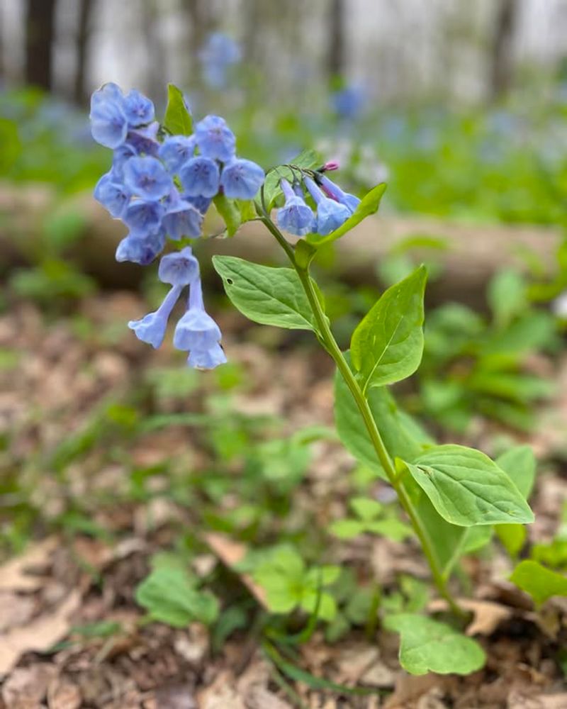 Virginia Bluebells (Mertensia Virginica)