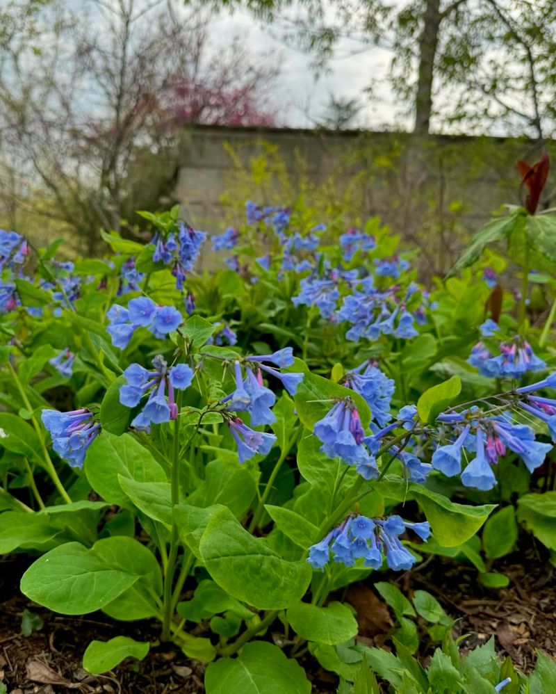 Virginia Bluebells (Mertensia Virginica)