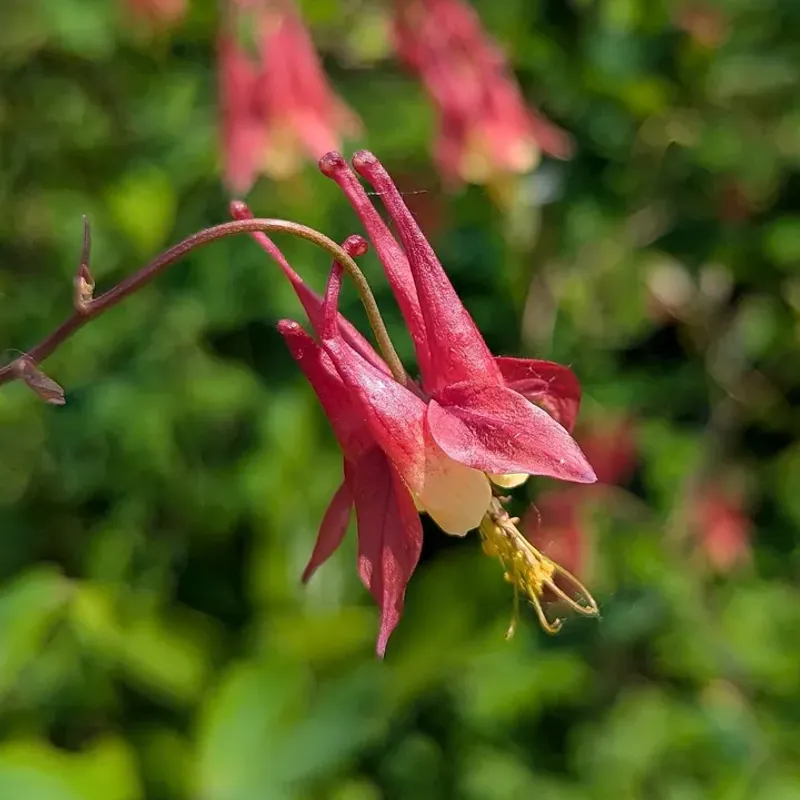 Wild Columbine (Aquilegia Canadensis)