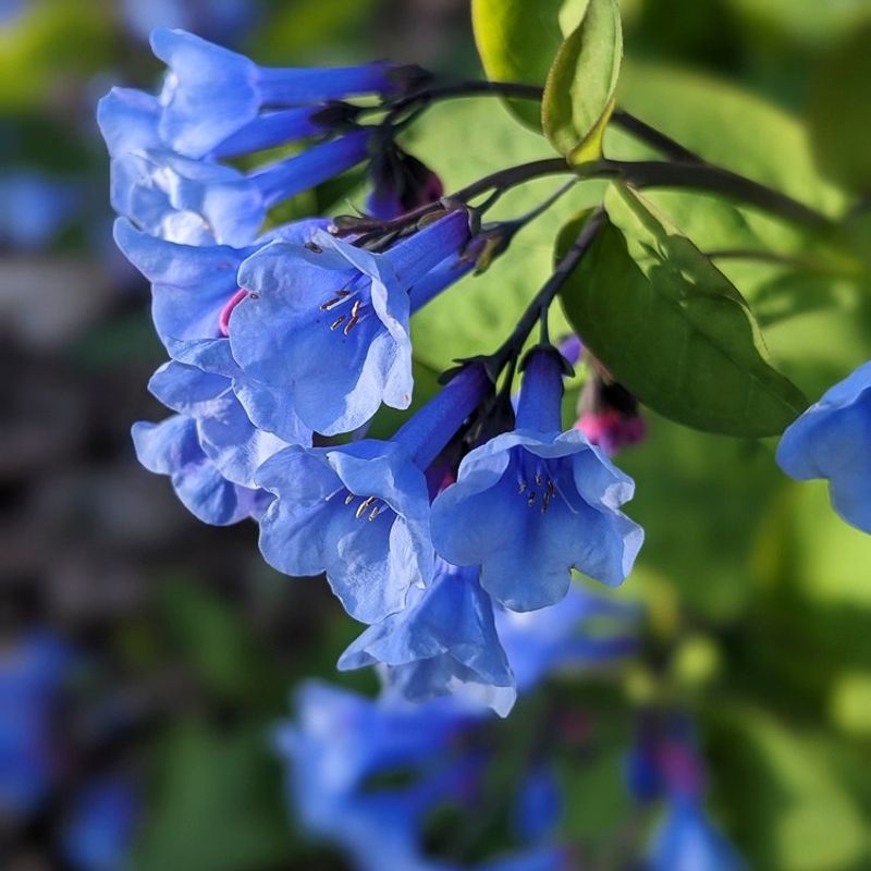 Virginia Bluebells (Mertensia virginica)