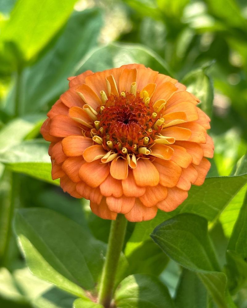 Orange Zinnia (Zinnia elegans)
