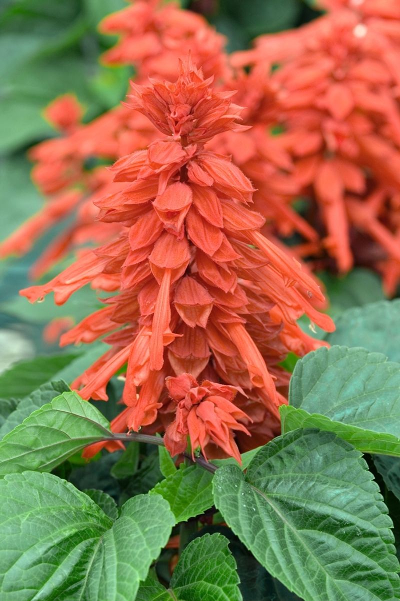 Scarlet Sage Adds Warm Citrus Tones