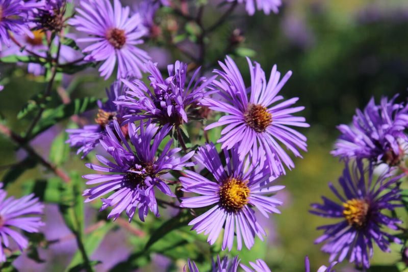 New England Aster Lights Up Fall Gardens