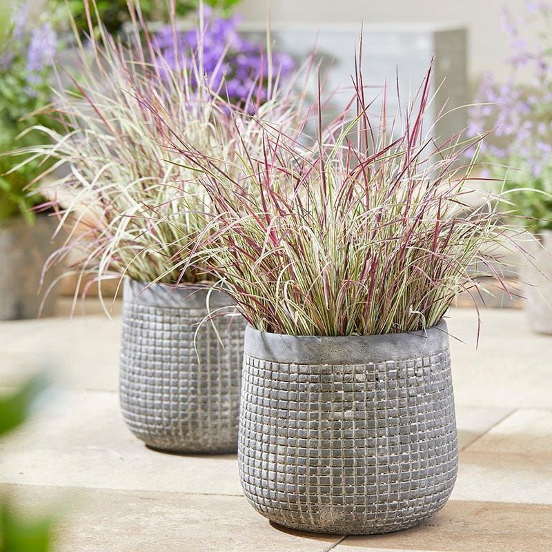 Little Bluestem Adds Graceful Movement