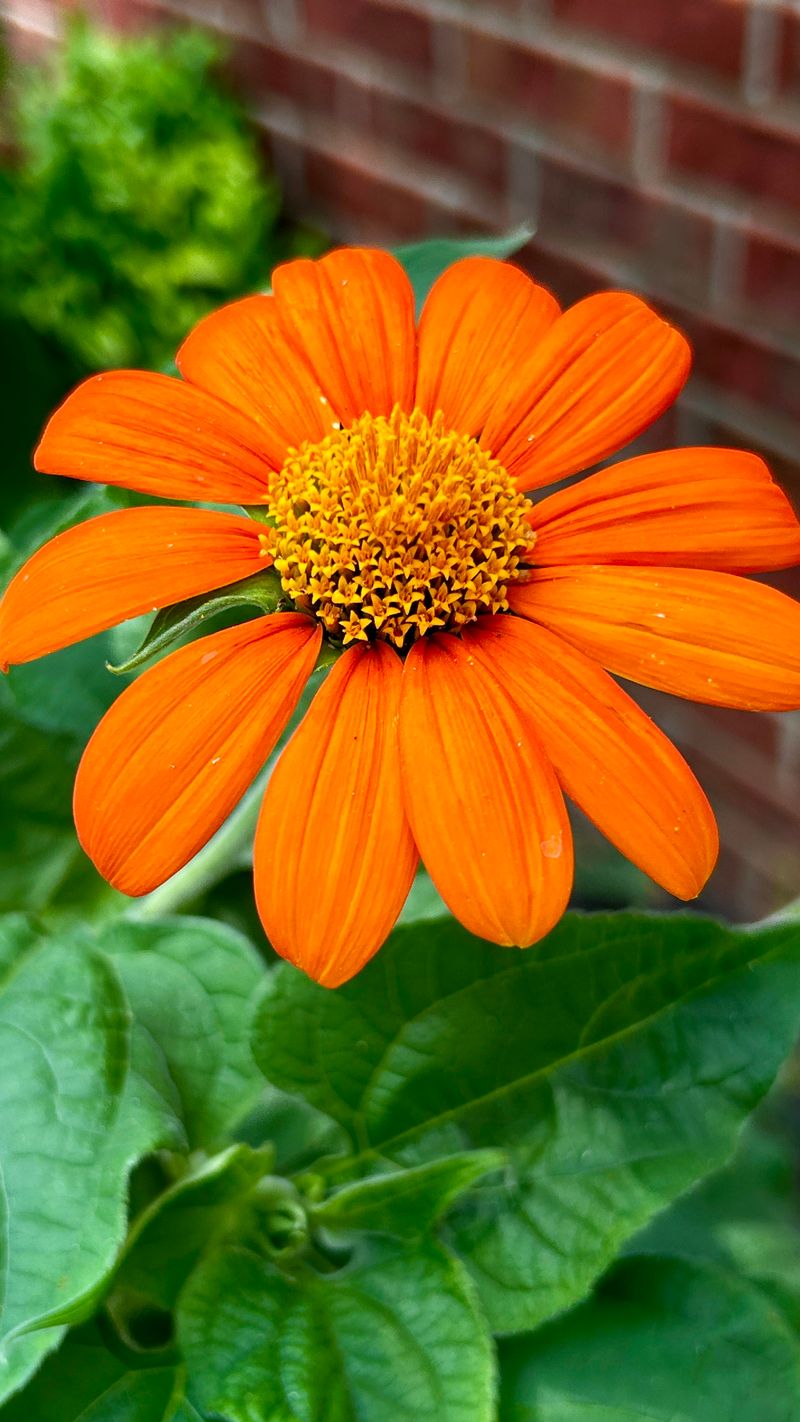 Mexican Sunflower Thrives In Georgia Heat With Fire-Orange Color