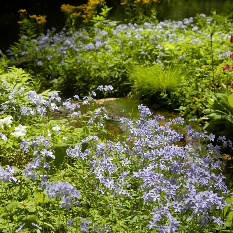 Wild Blue Phlox Provides Early Season Color
